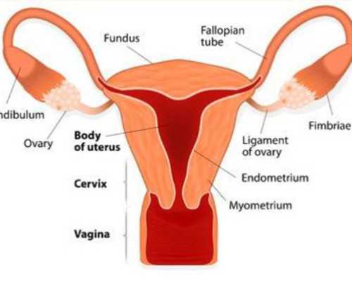 南京代生助孕:8个卵泡试管移植成功率分析_优化助孕生育
