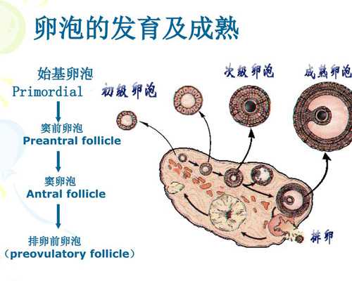 南京试管助孕中心 南京妇幼保健院供精试管婴儿流程： ‘孕囊大小看男女孩’